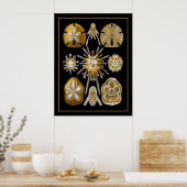 ポスターヴィンテージアーティストErnst Haeckel Echinoidea ポスター (キッチン)