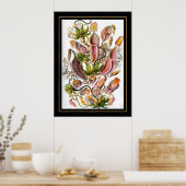 ポスターヴィンテージアーティストErnst Haeckel Nepenthaceae ポスター (キッチン)