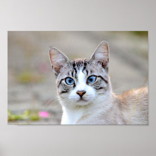 ポスター写真猫ペット、動物。 ポスター
