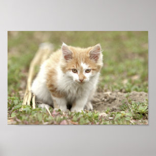 ポスター写真猫ペット、動物。 ポスター