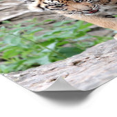 ポスター写真虎の猫、動物。 ポスター (角)