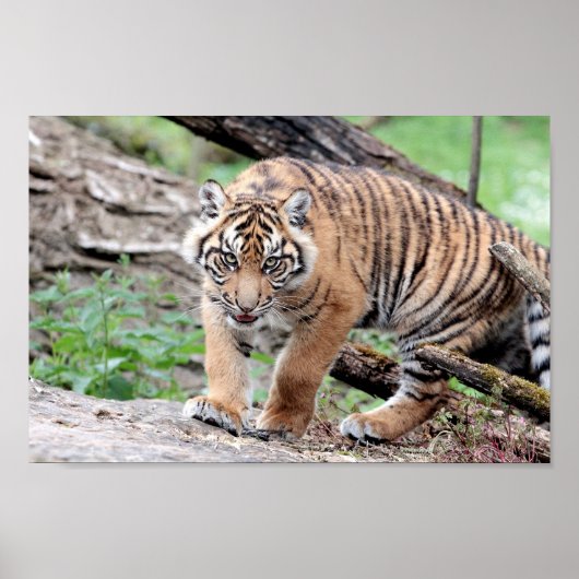 ポスター写真虎の猫、動物。 ポスター (正面)