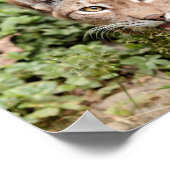 ポスター写真lynx cat, animals. ポスター (角)