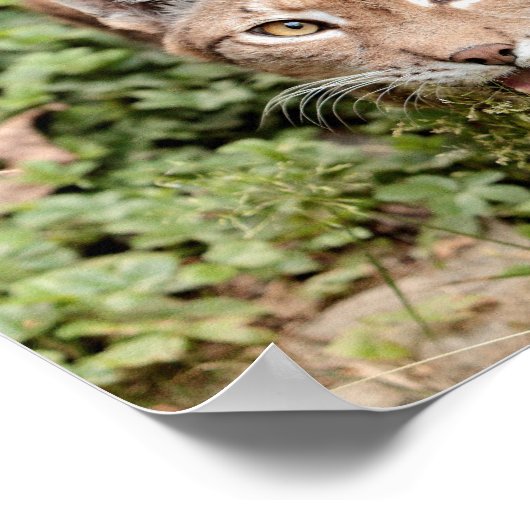 ポスター写真lynx cat, animals. ポスター (角)