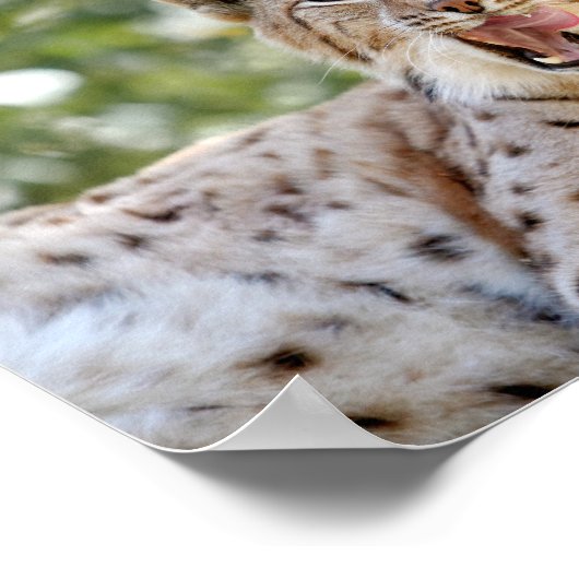 ポスター写真lynx cat, animals. ポスター (角)