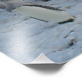 ポスター南極の屏東の群れ、写真。 フォトプリント            (角)