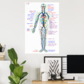 ポスター図人間の循環系動脈 ポスター (ホームオフィス)