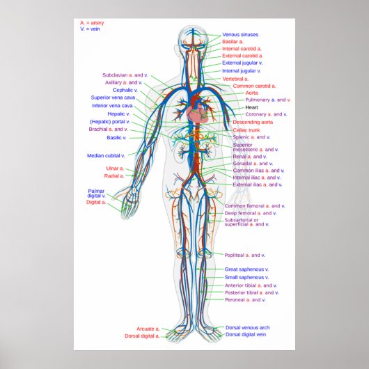 ポスター図人間の循環系動脈 ポスター (正面)