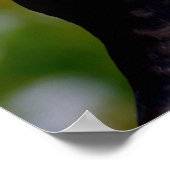 ポスター用のパフィン画像 ポスター (角)