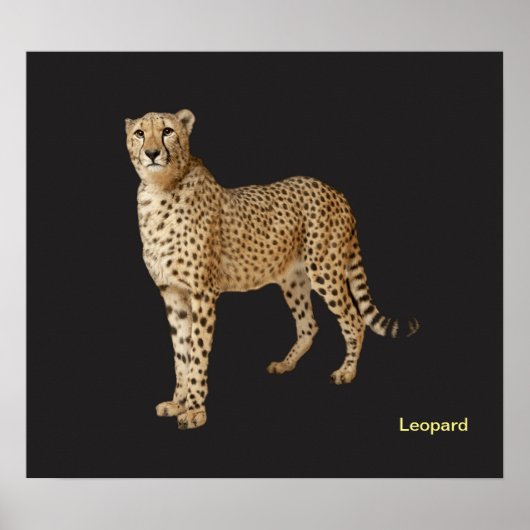 ポスター用の動物画像 ポスター (正面)