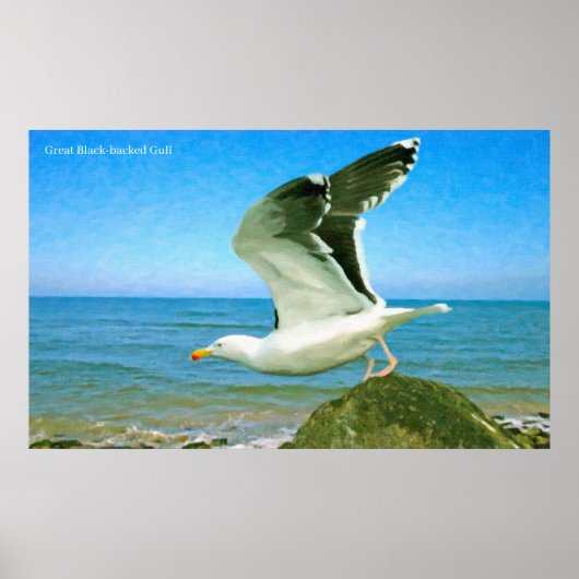 ポスター用の鳥の画像 ポスター (正面)