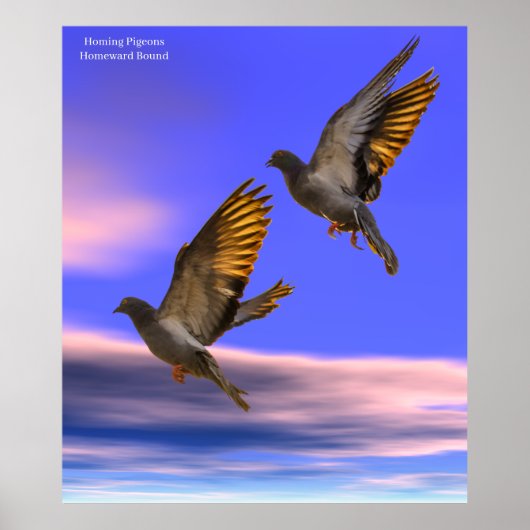 ポスター用ハトの写真を撮る ポスター (正面)