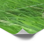 ポスター用ハトの画像 ポスター (角)