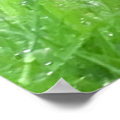 ポスター用ブラックバード画像 ポスター (角)