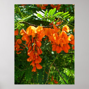ポスター緋色の藤(Sesbania punicea) OBX NC ポスター