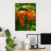 ポスター緋色の藤(Sesbania punicea) OBX NC ポスター (ホームオフィス)