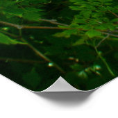 ポスター緋色の藤(Sesbania punicea) OBX NC ポスター (角)