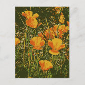 ポスター風ケイトウ ポストカード (正面)