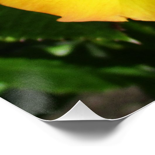 ポスター (コーナー)