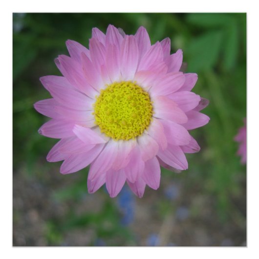 ポスター (正面)