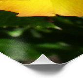 ポスター (コーナー)