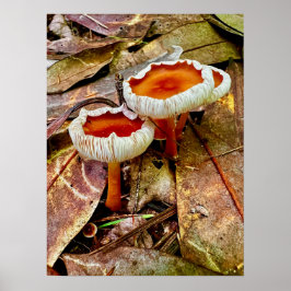 ポスター18 x 24 ポスター