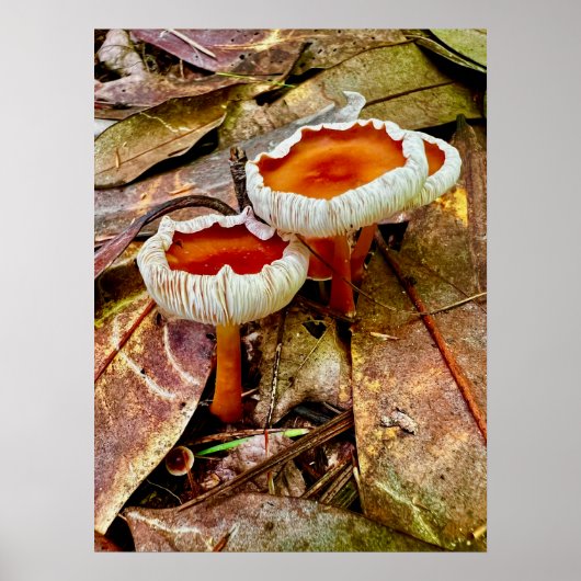 ポスター18 x 24 ポスター (正面)