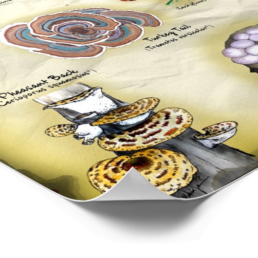 ポスター18x12キノコ(食用および薬用) ポスター (角)