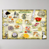 ポスター18x12キノコ(食用および薬用) ポスター (正面)