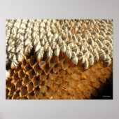 ポスター – ひまわり種子 (正面)