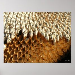 ポスター – ひまわり種子