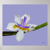 ポスター – アイリス – Fortnight Lilly (正面)