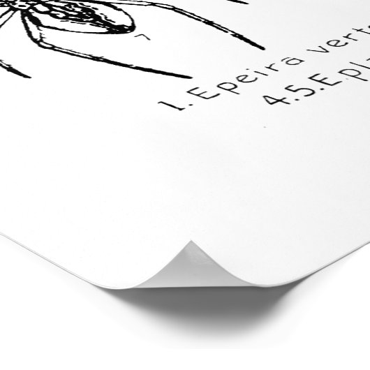 ポスター – アメリカのクモ (角)