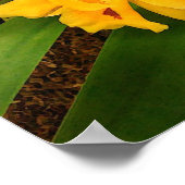 ポスター：イエローオーキッドグループ ポスター (角)