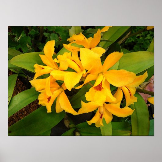 ポスター：イエローオーキッドグループ ポスター (正面)