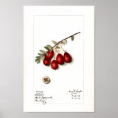 ポスター – クランベリー (正面)