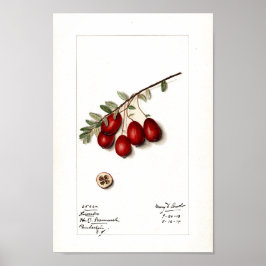 ポスター – クランベリー