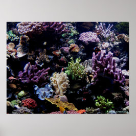 ポスター – サンゴ礁
