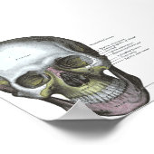 ポスター – -スカルの正面表示 (角)