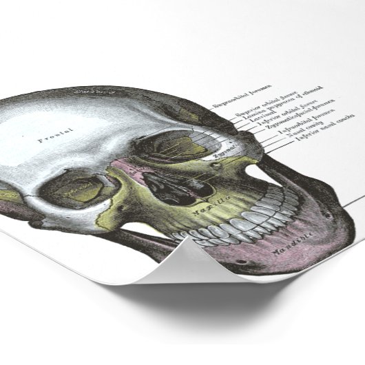 ポスター – -スカルの正面表示 (角)