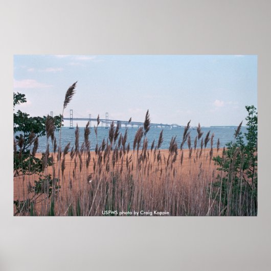 ポスター/チェサピーク湾橋 ポスター (正面)