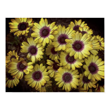 ポスター – デイジー