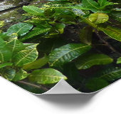 ポスター – トロピカルバリガーデン (角)