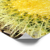 ポスター – バレルサボテン (角)