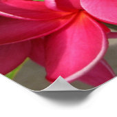 ポスター – ピンクのプルミアス (角)