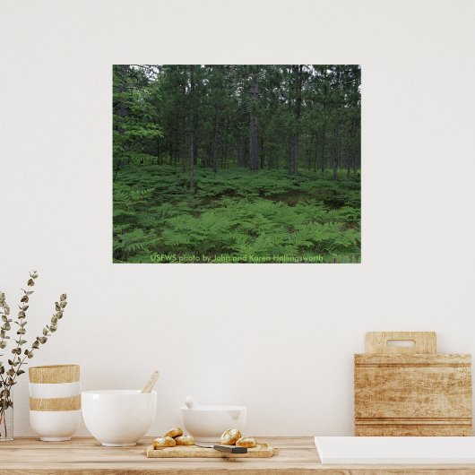 ポスター/ミシガンのセニー国立野生生物保護区 ポスター (キッチン)