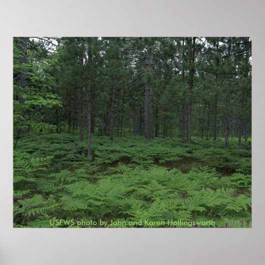 ポスター/ミシガンのセニー国立野生生物保護区 ポスター (正面)