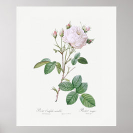 ポスター：レドゥーテ：白キャベツバラ ポスター