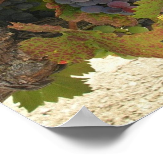 ポスター – ワインカントリー (角)