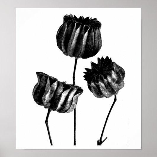 ポスター – ヴィンテージ写真 – カール・ブロスフェルト23 (正面)